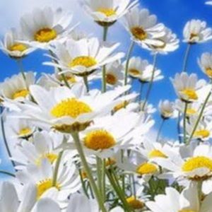 Meet your Posher, Daisy